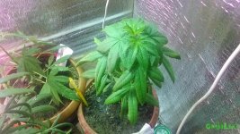 IMG_20160601_205351.jpg