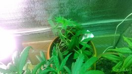 IMG_20160601_205355.jpg