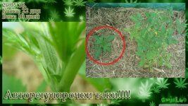 автотеплица1 каска 22. вега 10.jpg