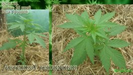 автотеплица1 каска 26. вега 14.jpg