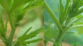 девочки.предцвет начало.jpg