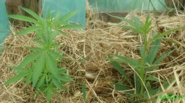 тепличные клоны 20 дней .jpg