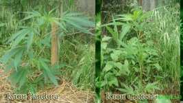 Клоны аут Пандора и Критикл 20 дней .jpg