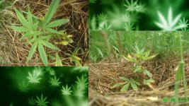 Клоны аут 20 дней .jpg