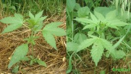 автоаут каска 22. вега 10.jpg