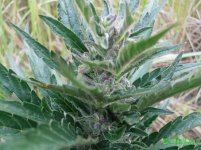 авт вайт видов.jpg