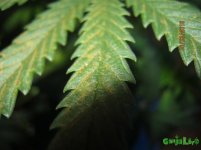 IMG_0459.JPG