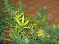 IMG_0589.JPG