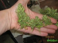 IMG_0633.JPG