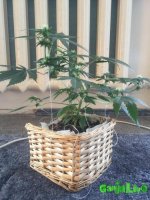 IMG_0944.JPG IMG_0944.JPG