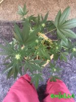 IMG_0945.JPG IMG_0945.JPG