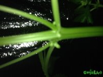 IMG_0375.JPG IMG_0375.JPG