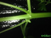 IMG_0376.JPG IMG_0376.JPG