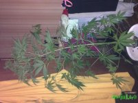IMG_0412.JPG IMG_0412.JPG