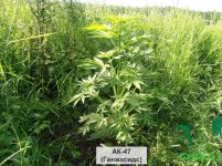 ак-47 ф.фем..jpg