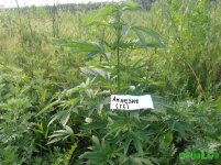 амнезия 2.jpg