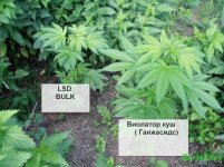 виолатор и лсд.jpg