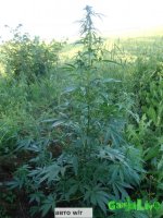 мой автик в.р.jpg