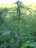 начало цвета.jpg