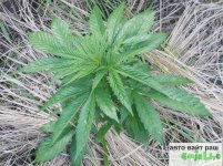 авт вайт рашн.jpg