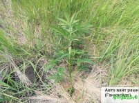 авт вайт рашн г.jpg