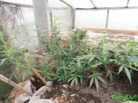 ганжалив вайт рашн.jpg