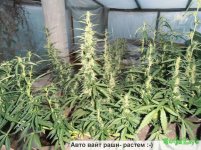 авто вайт рашн.jpg