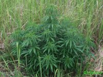 кубанский уб.jpg