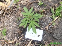 2 експерим.jpg