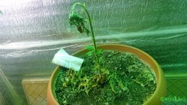 IMG_20160610_020422.jpg