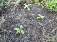 КРИСТАЛ WW SCKAUT.jpg