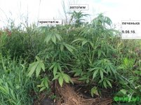 авт от поляна.jpg