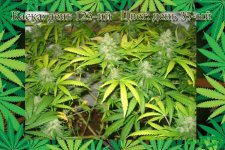 День 123..Цвет день 35.jpg