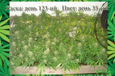 День 123..Цвет день 35.1.jpg