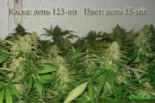 День 123..Цвет день 35.2.jpg