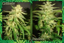 День 123..Цвет день 35.3.jpg