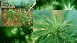 автотеплица каска 34. вега 22.jpg