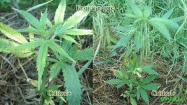 клоны аут выжившие.jpg