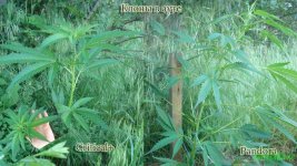 клоны аут.jpg