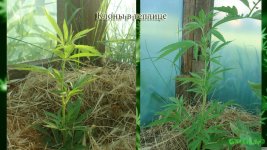 тепличные клоны 32 дня.jpg