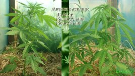 автотеплица каска 34. вега 22 сравнение.jpg