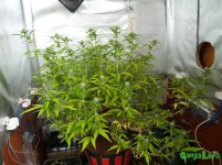 P1015726.JPG P1015726.JPG