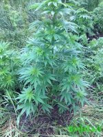 IMG_20160610_200534.jpg