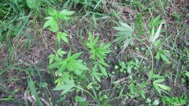 IMG_0810.JPG