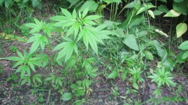 IMG_0812.JPG