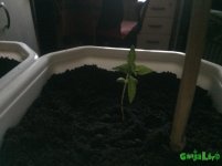 IMG_3583.jpg IMG_3583.jpg