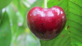 IMG_0833.JPG