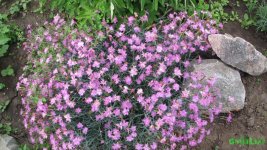 IMG_0837.JPG