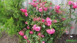 IMG_0846.JPG