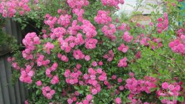 IMG_0847.JPG